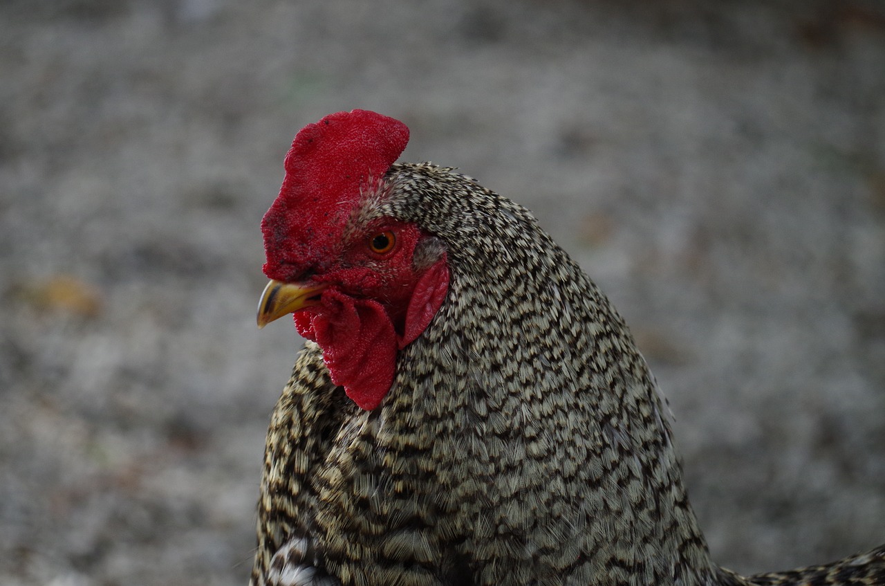 Image - cock mottled poultry animal