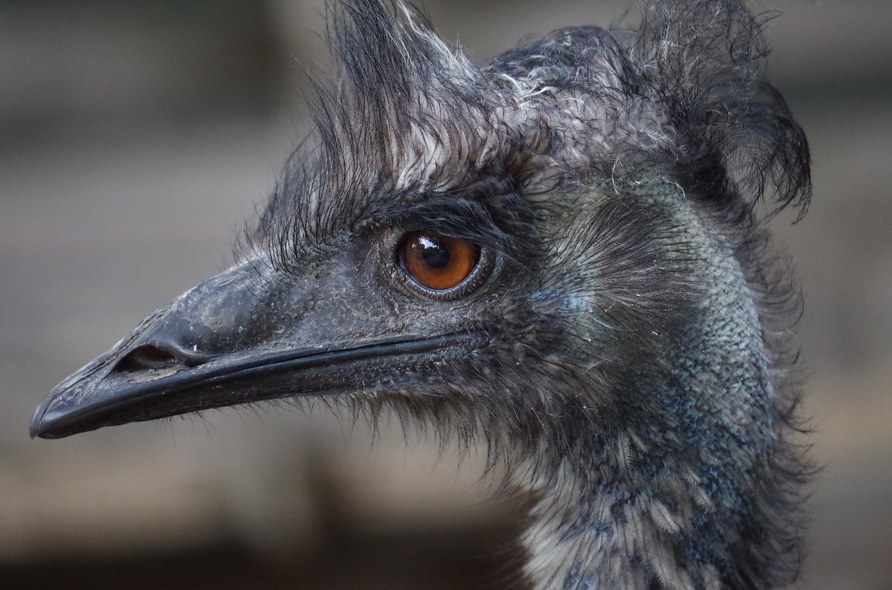 Image - emu face bird animal nelieta farm