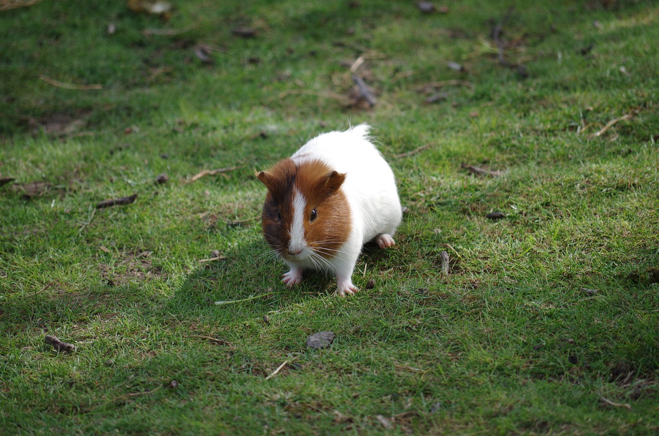 Image - guinea pig animal hamster hair