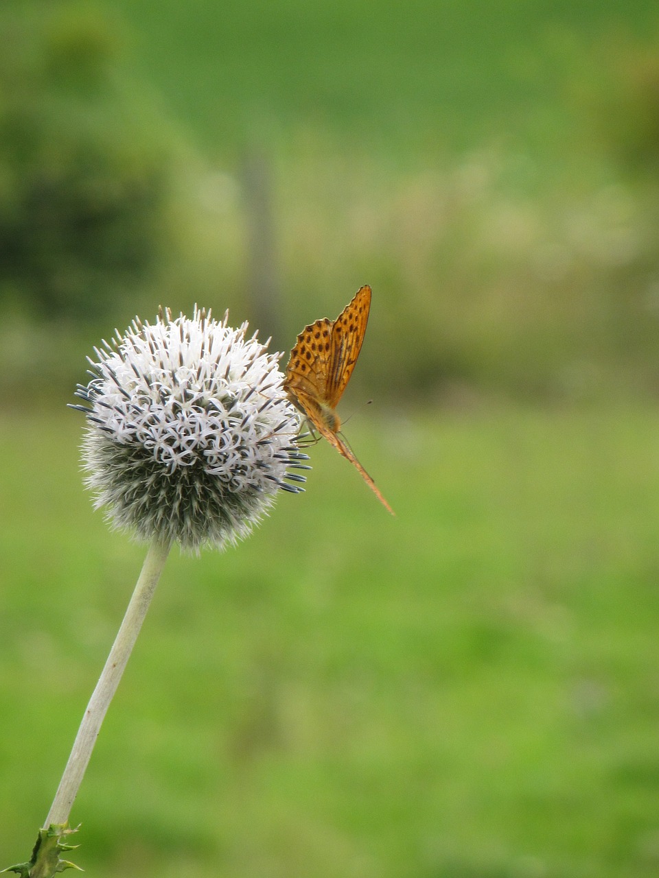 Image - butterfly meadow thistle