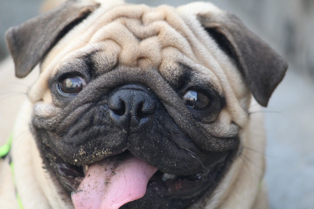 Image - pug tasting mud round eyes pup