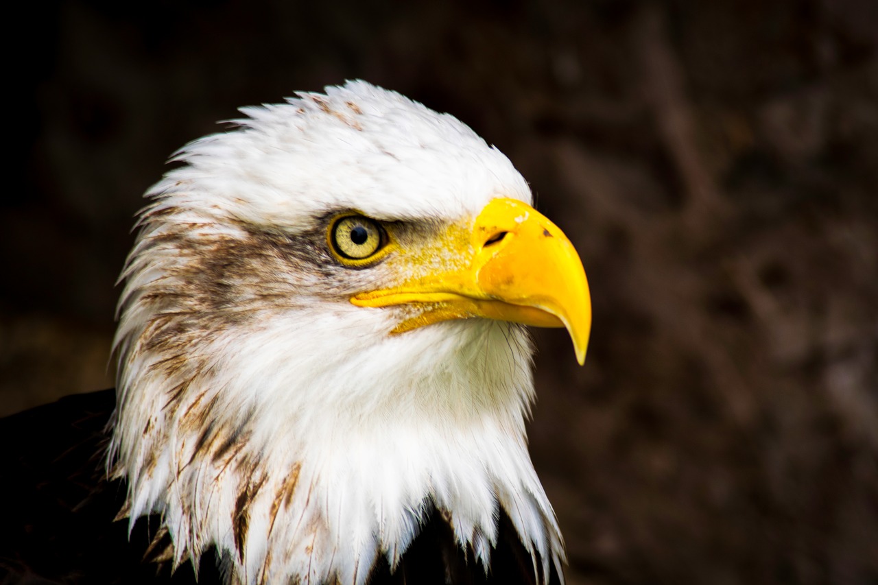 Image - bald eagle bird of prey eagle