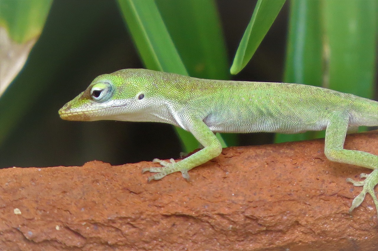 Image - reptile lizard tiny green wildlife