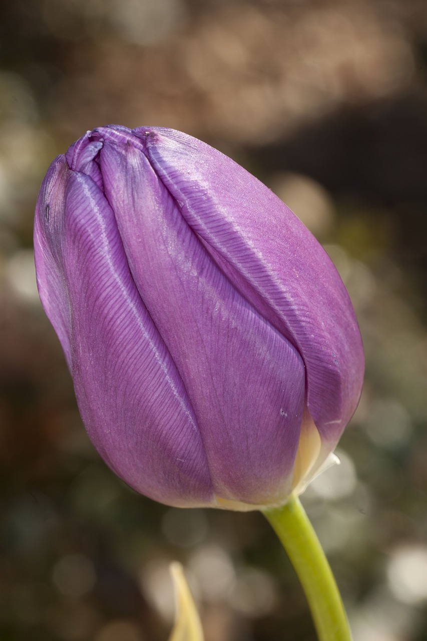 Image - tulip flower purple floral tulipa