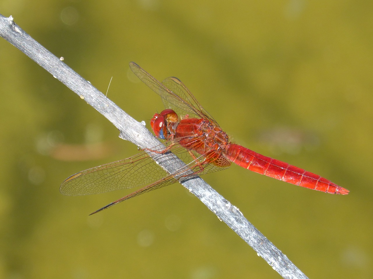 Image - red dragonfly branch wetland pond