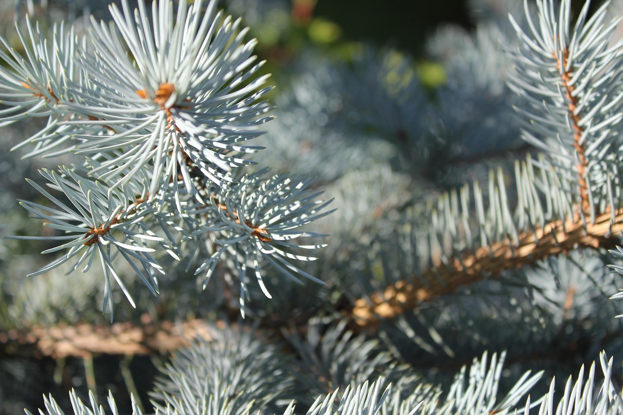 Image - spruce pine blue spruce trees