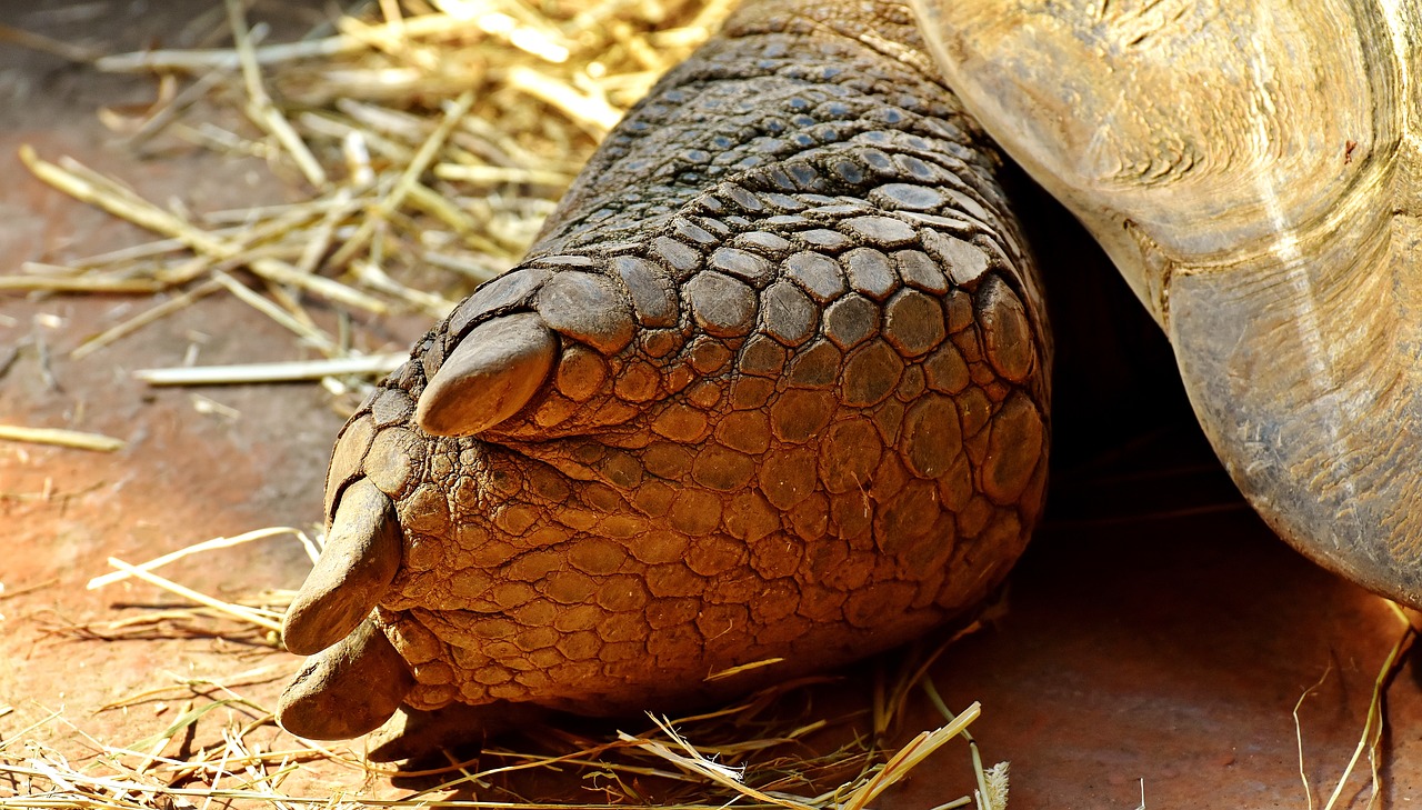 Image - giant tortoise foot rear turtle