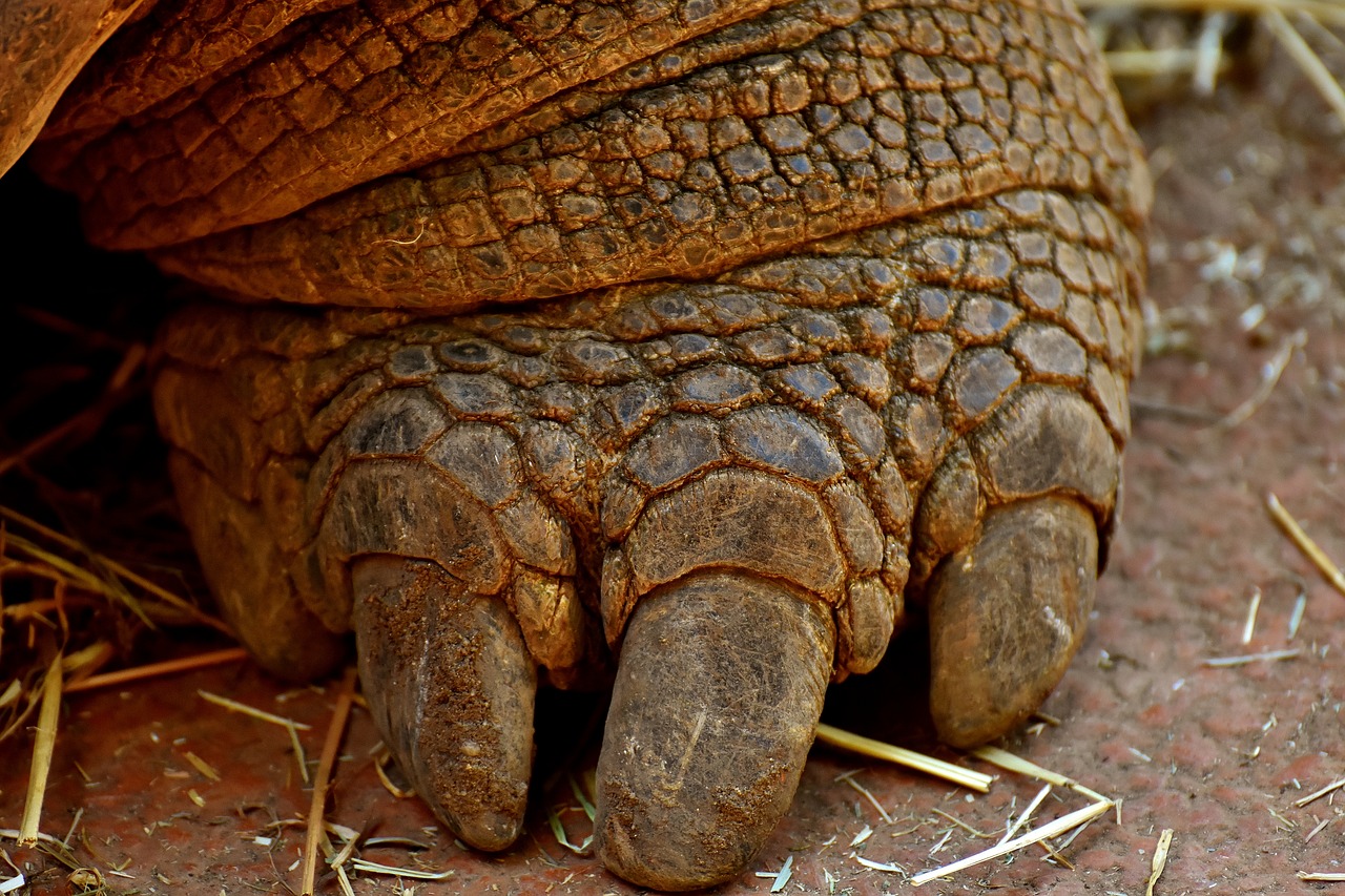 Image - giant tortoise foot front turtle