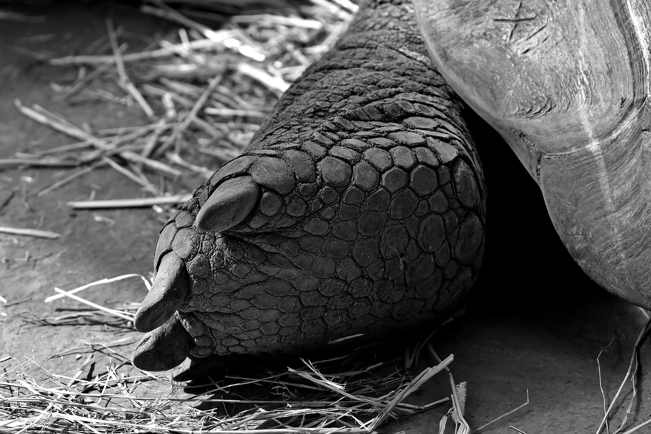 Image - giant tortoise foot rear turtle