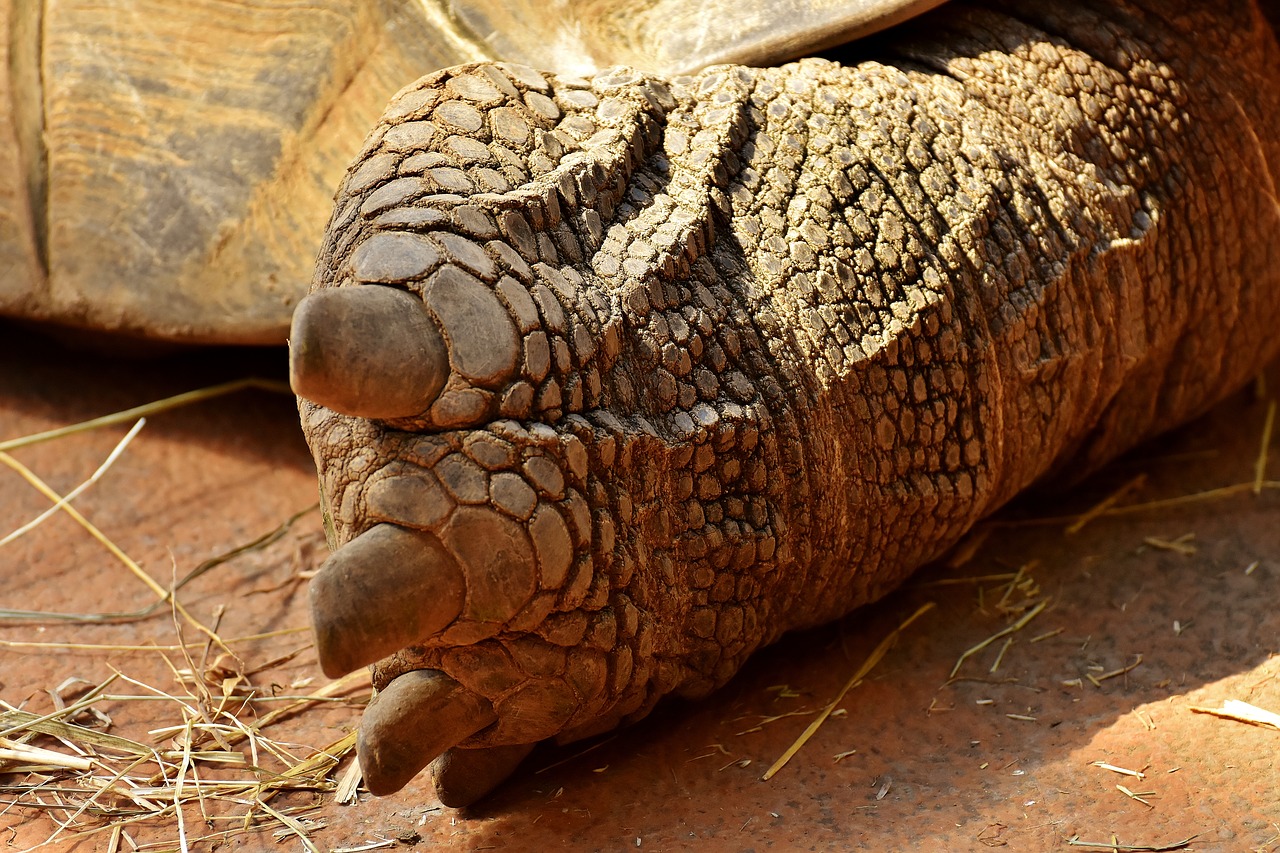 Image - giant tortoise foot rear turtle