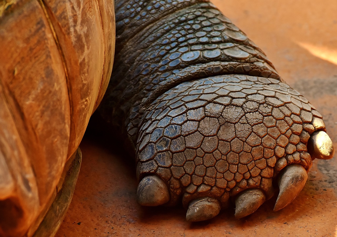 Image - giant tortoise foot front turtle