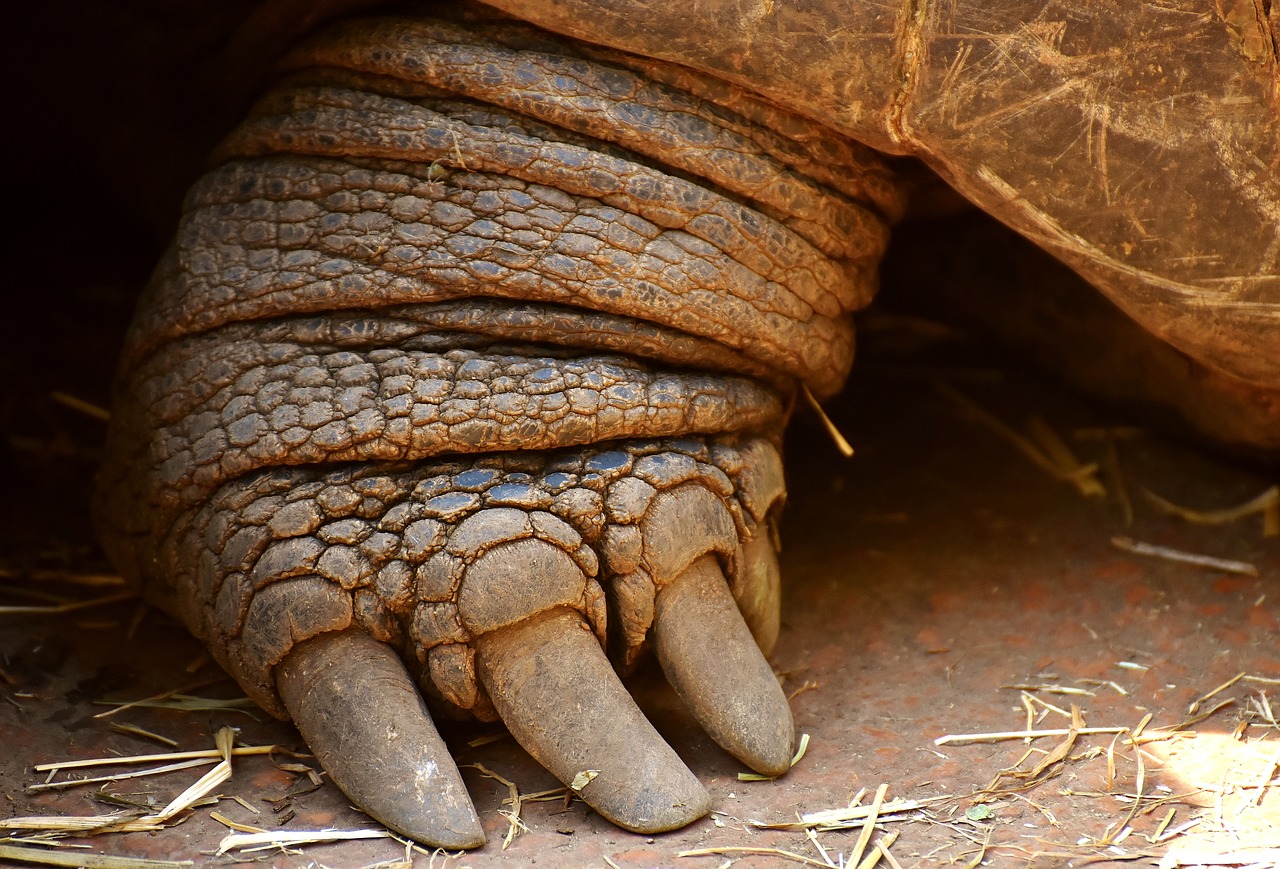 Image - giant tortoise foot front turtle