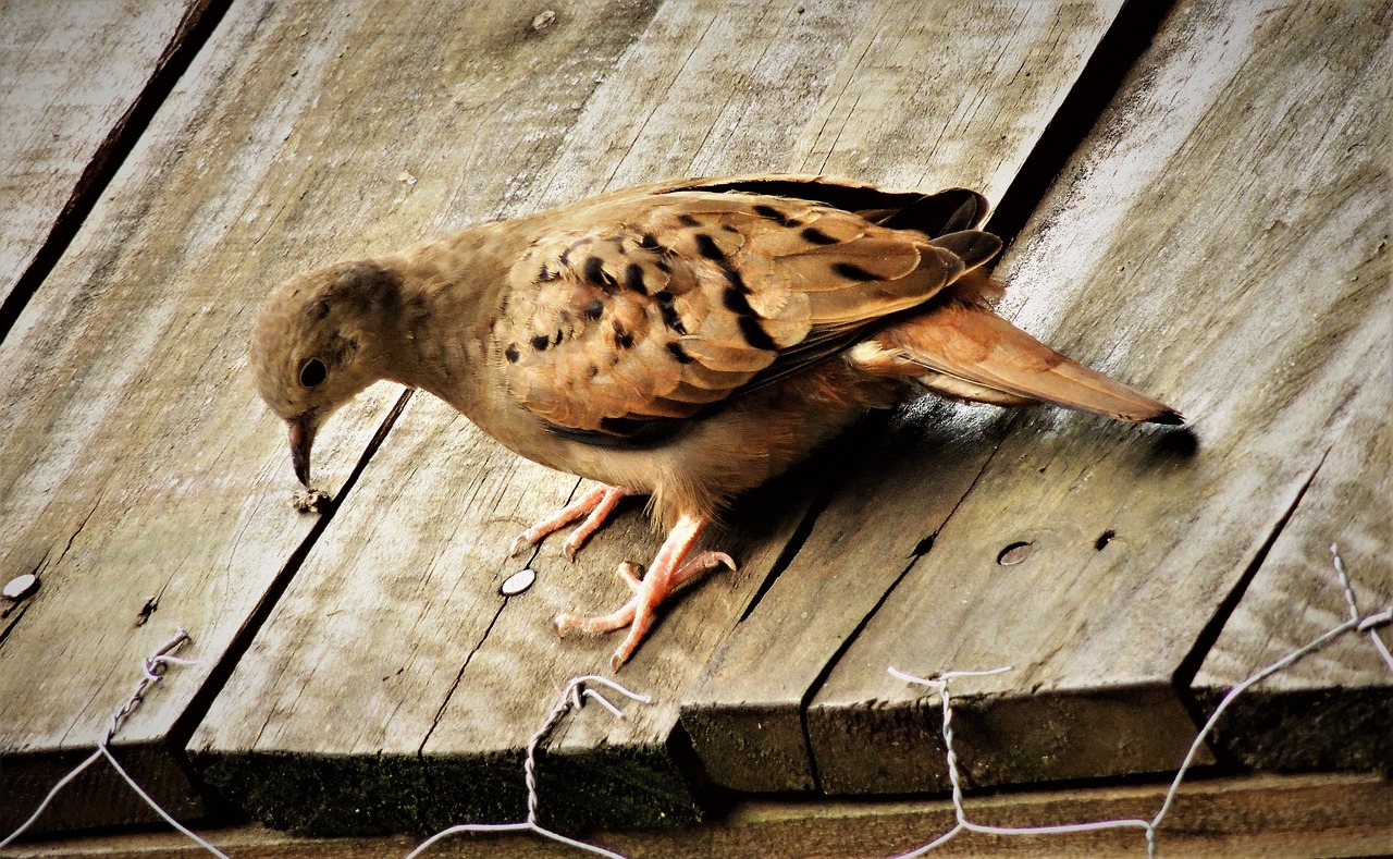 Image - ruddy ground dove weasels birdie