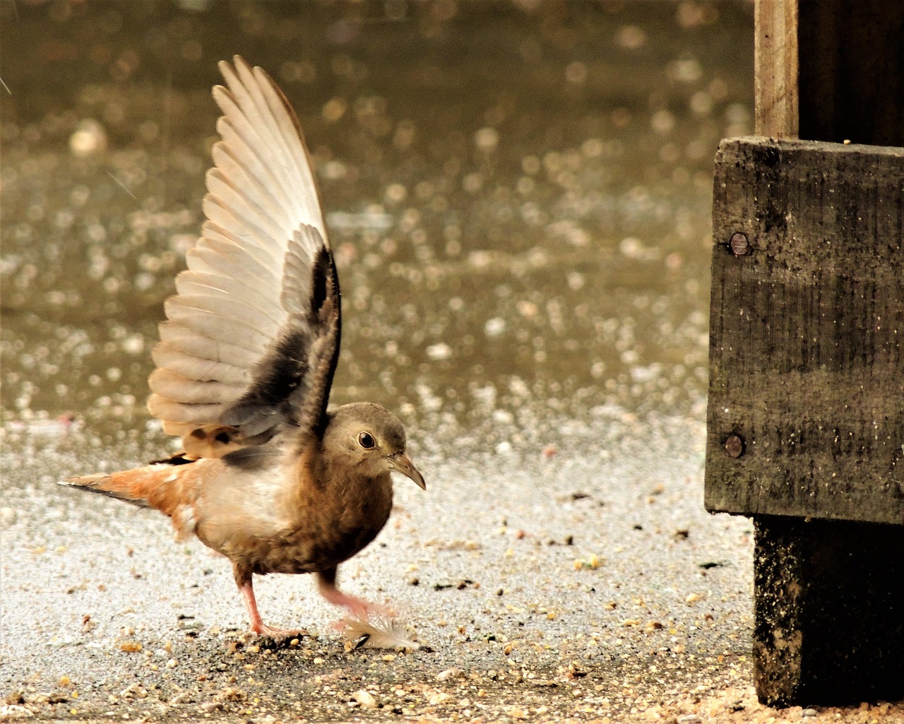 Image - ruddy ground dove weasels birdie