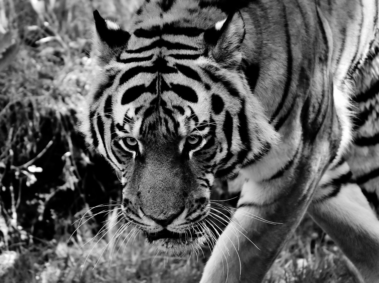 Image - tiger predator fur black and white