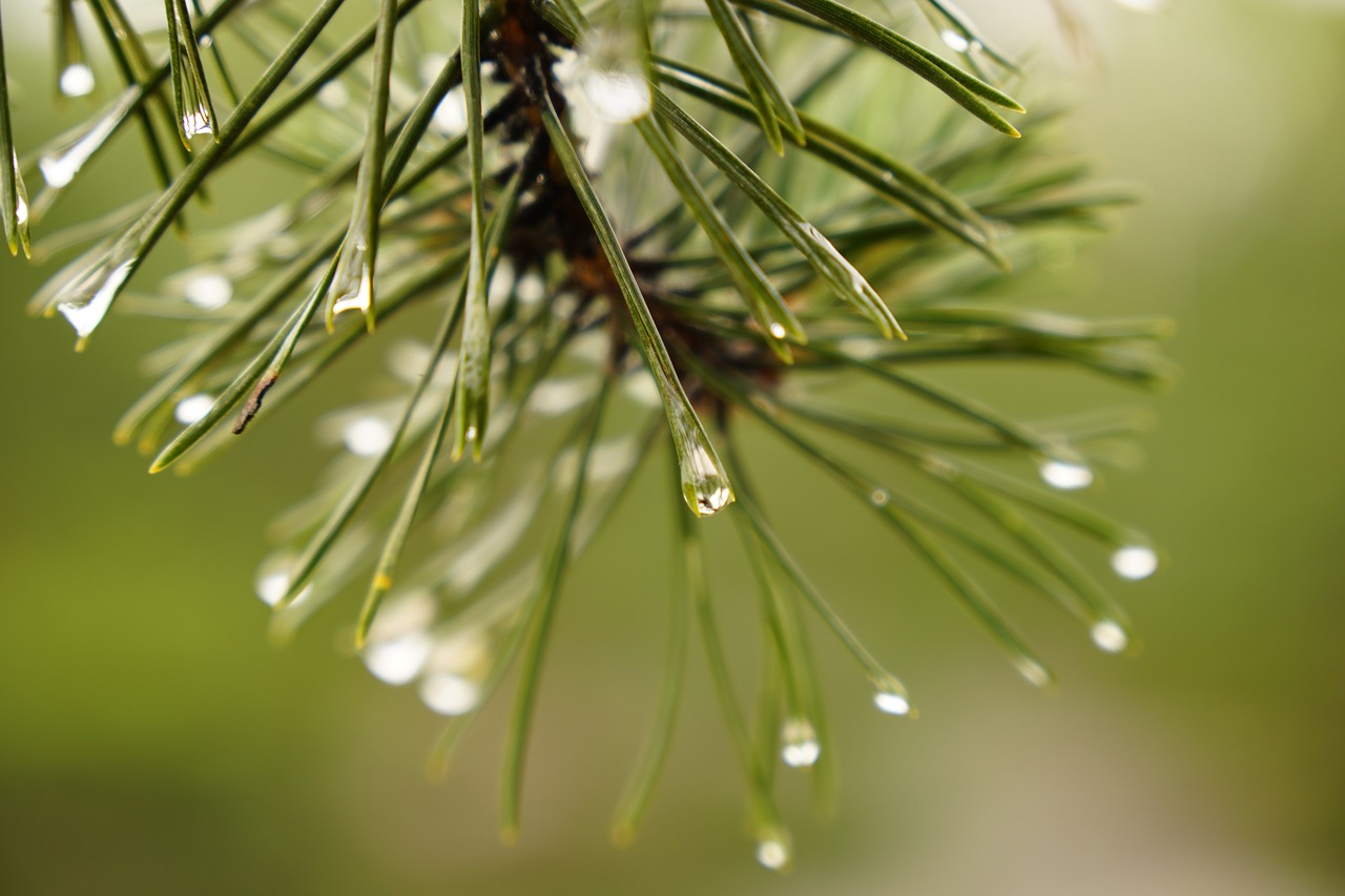 Image - pine drip macro wet conifer rain