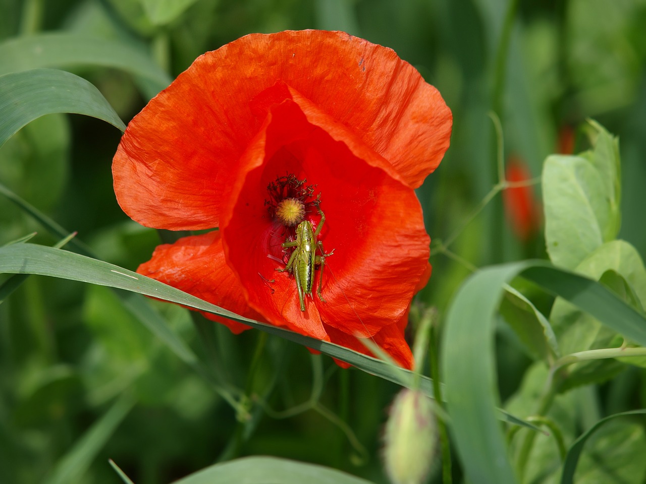 Image - red weed summer plant flower