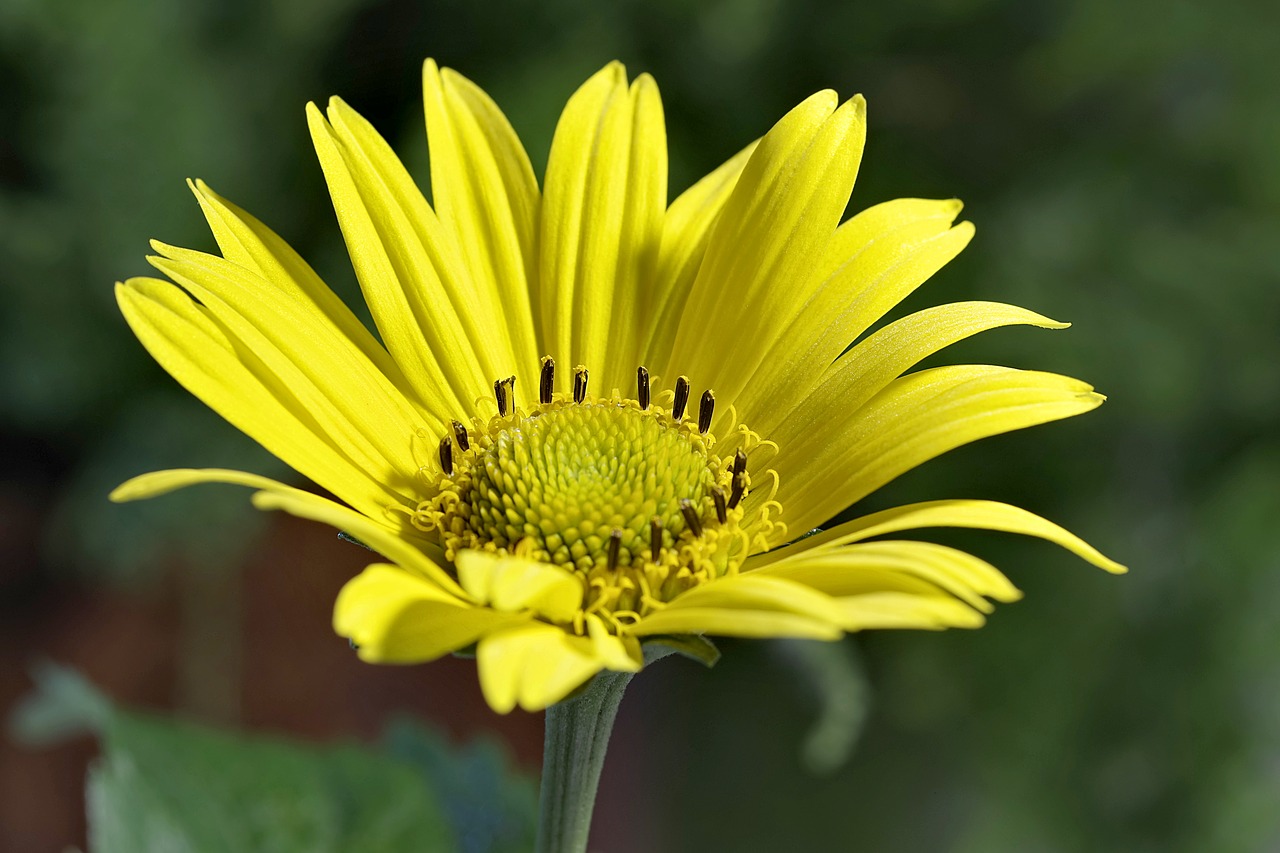 Image - flower yellow asteraceae the petals