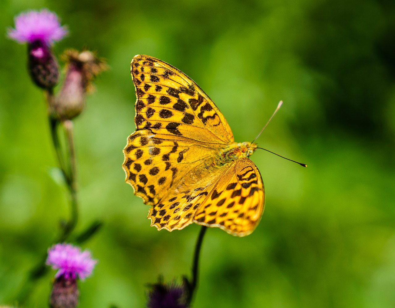 Image - butterfly nature insect animal