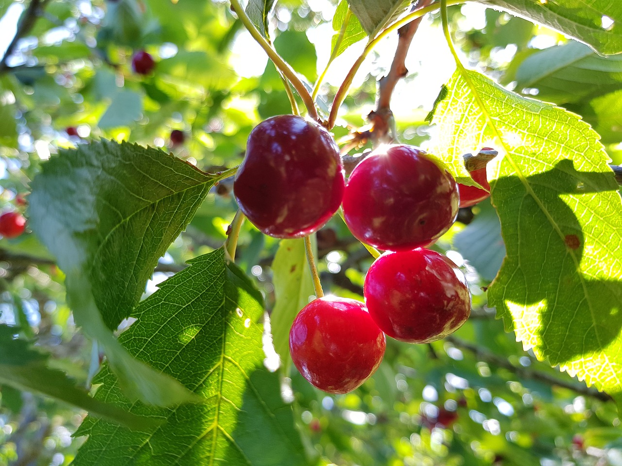 Image - biggarå garden red