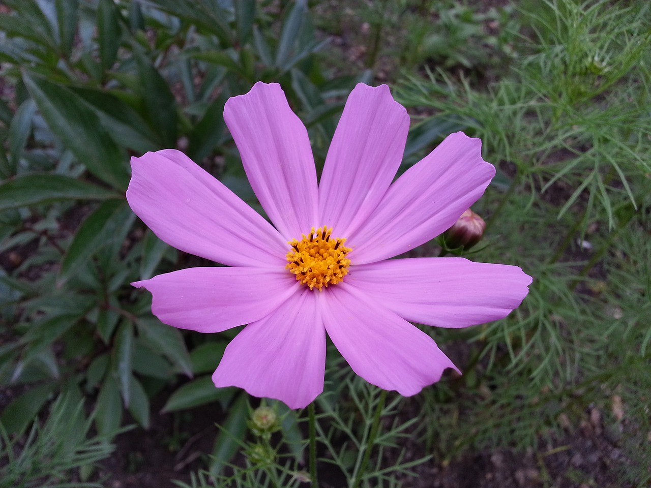 Image - flower cosmos petals pink bud