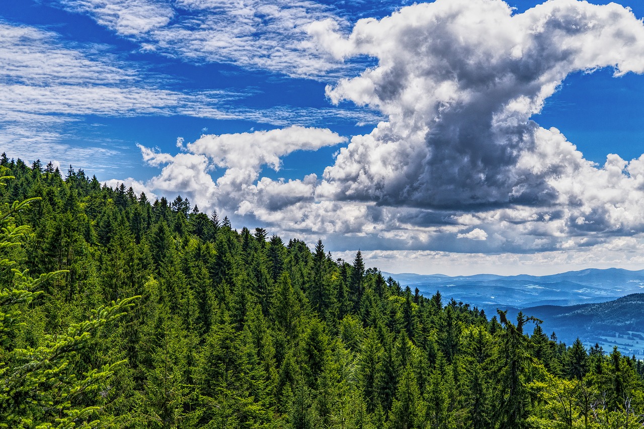 Image - bavarian forest forest sky trees