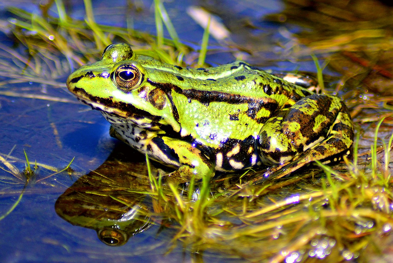 Image - frog lake high water animal