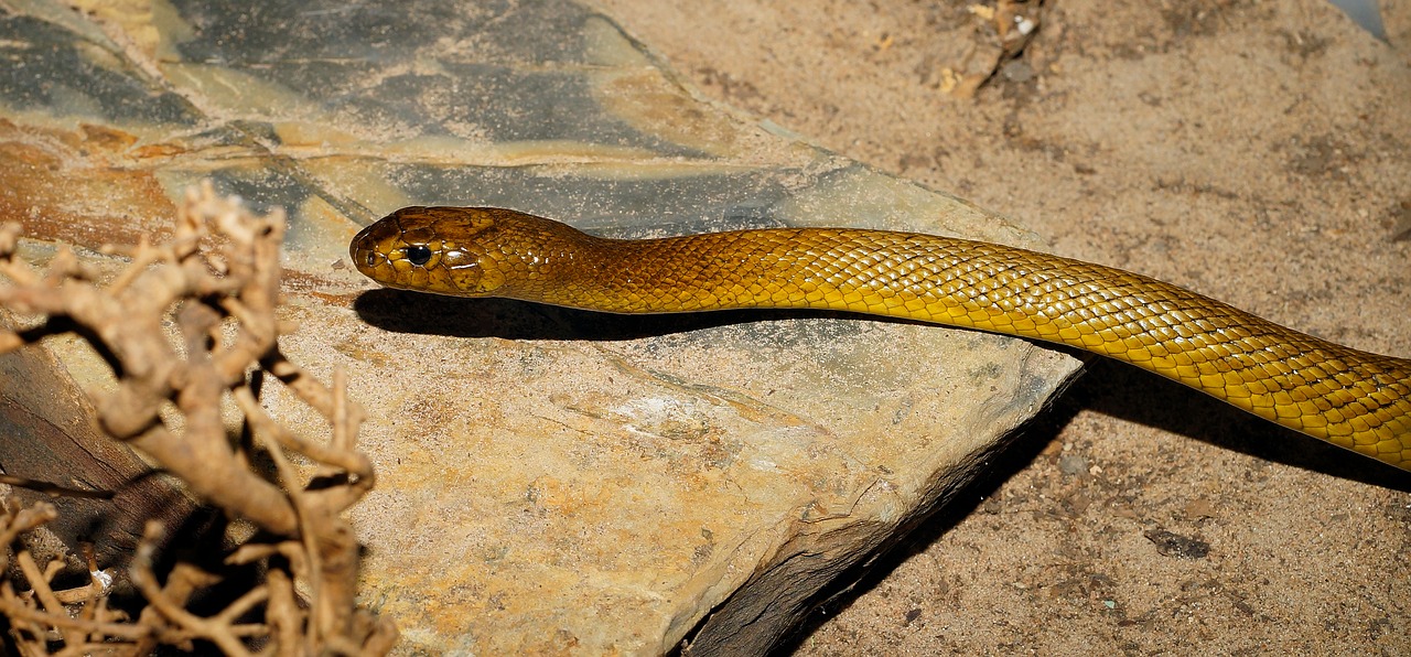 Image - snake inland taipan australia