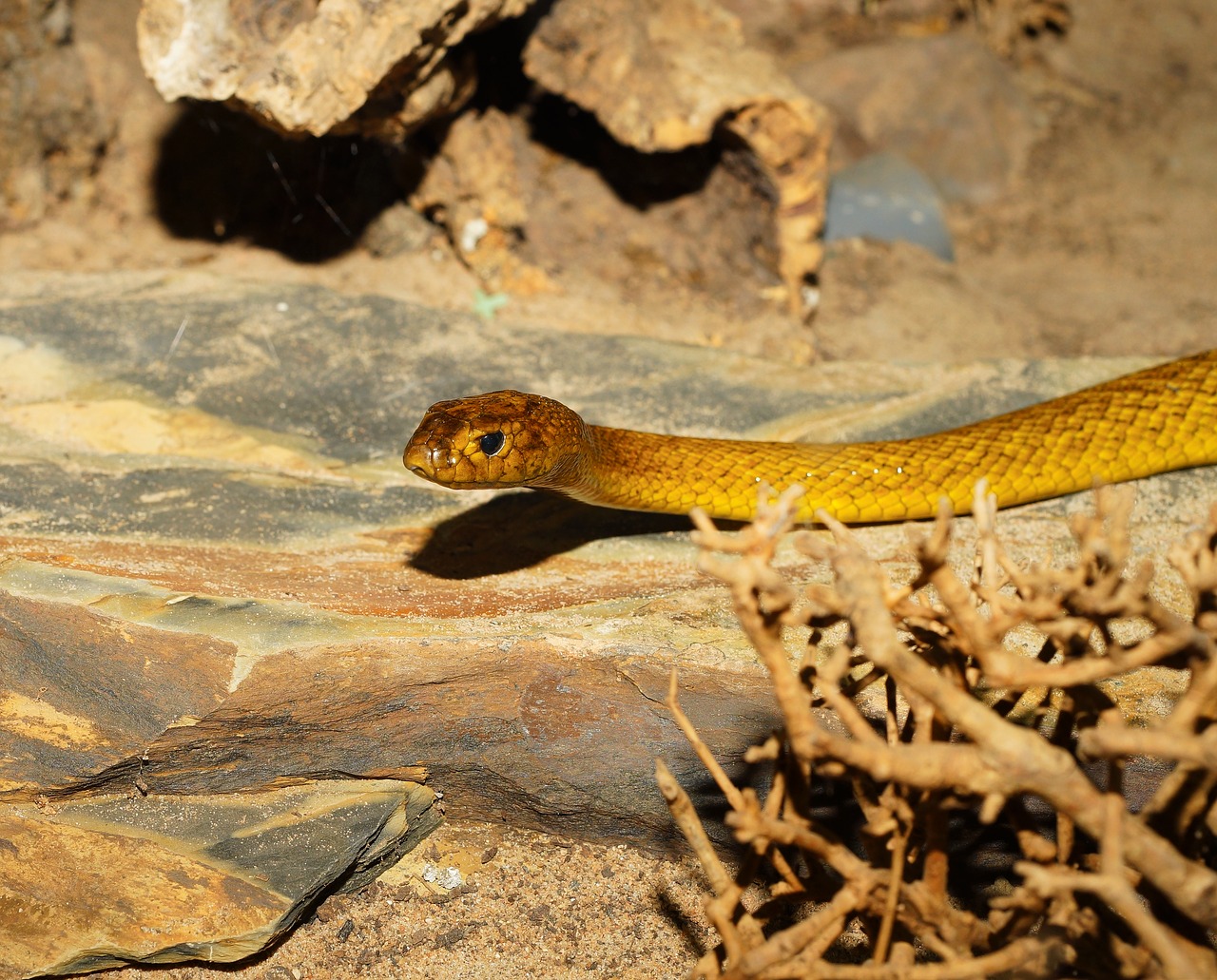 Image - snake inland taipan australia