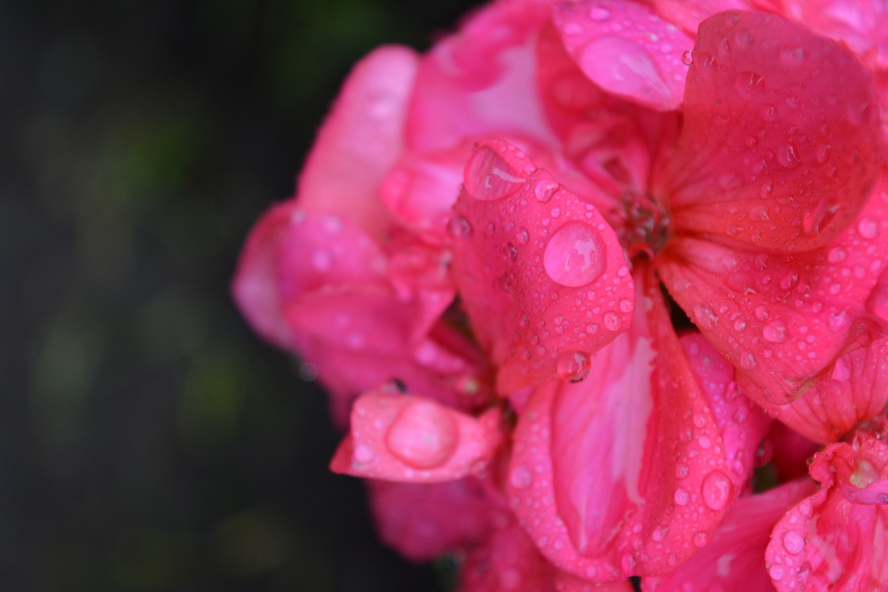 Image - flower rosa flower wet nature rain