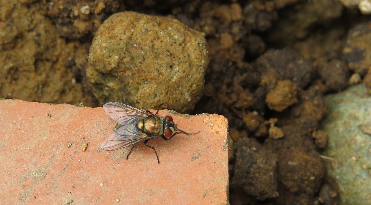 Image - insects nature fly the field