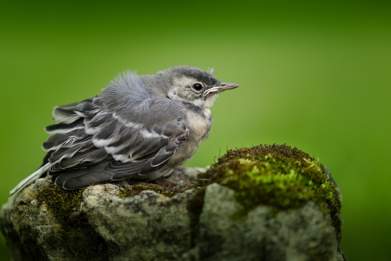 Image - wagtail chick birds furry summer