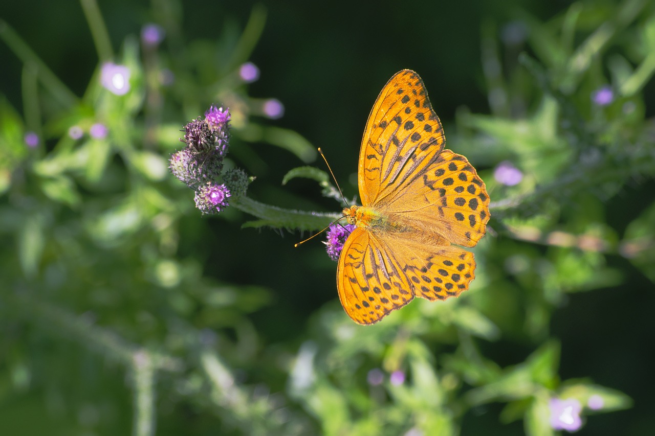 Image - fritillary butterflies butterfly