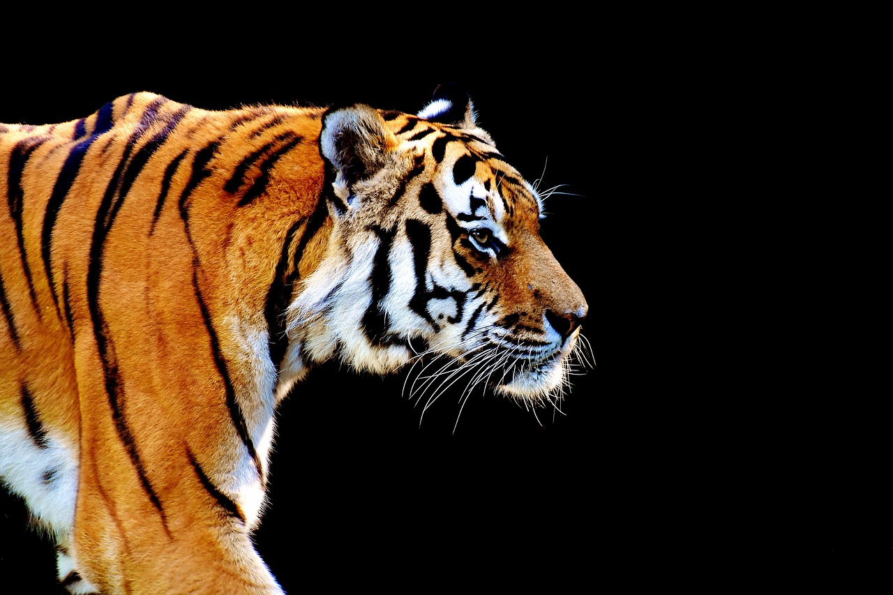 Image - tiger predator fur beautiful