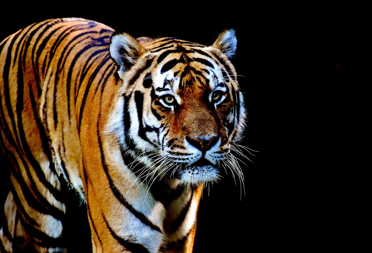 Image - tiger predator fur beautiful