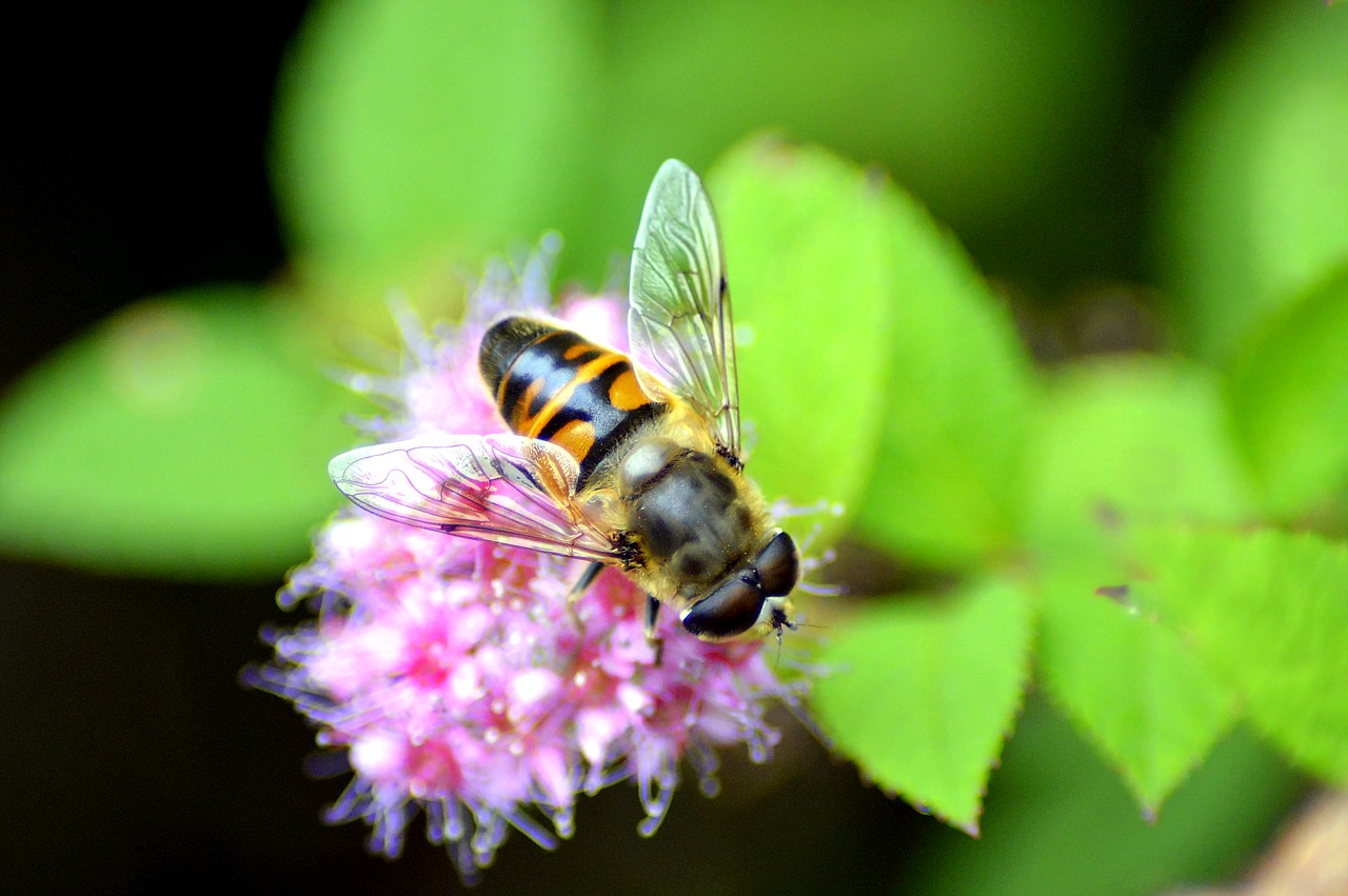 Image - bee nectar sprinkle insect blossom