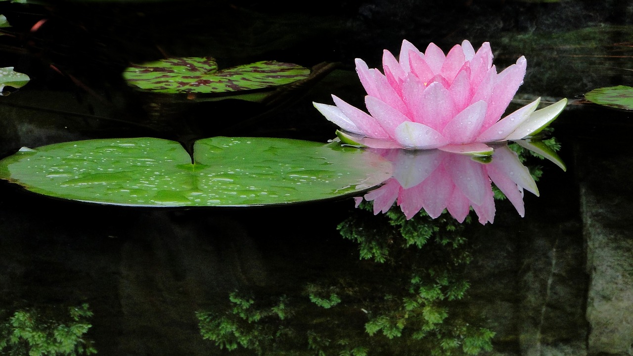 Image - flower lotus summer cool