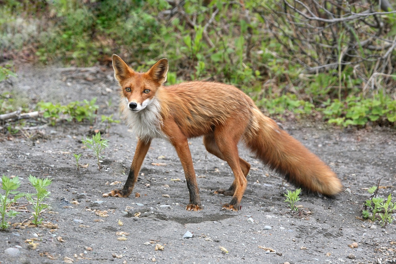 Image - fox moth wild beast predator