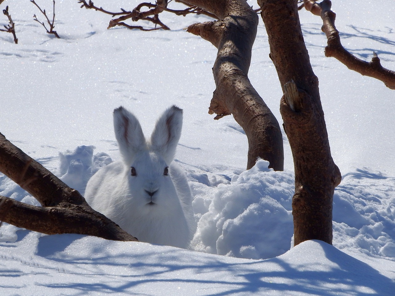 Image - hare whitey animal rodent winter