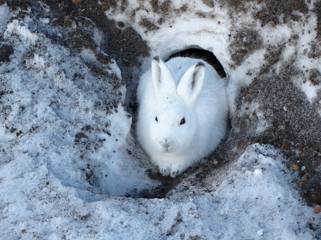 Image - hare whitey animal rodent winter