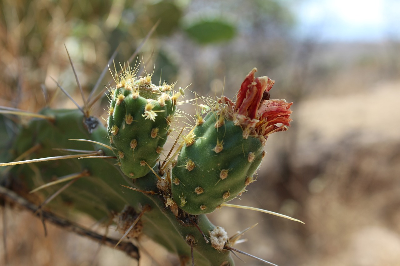 Image - cactus wild thorns