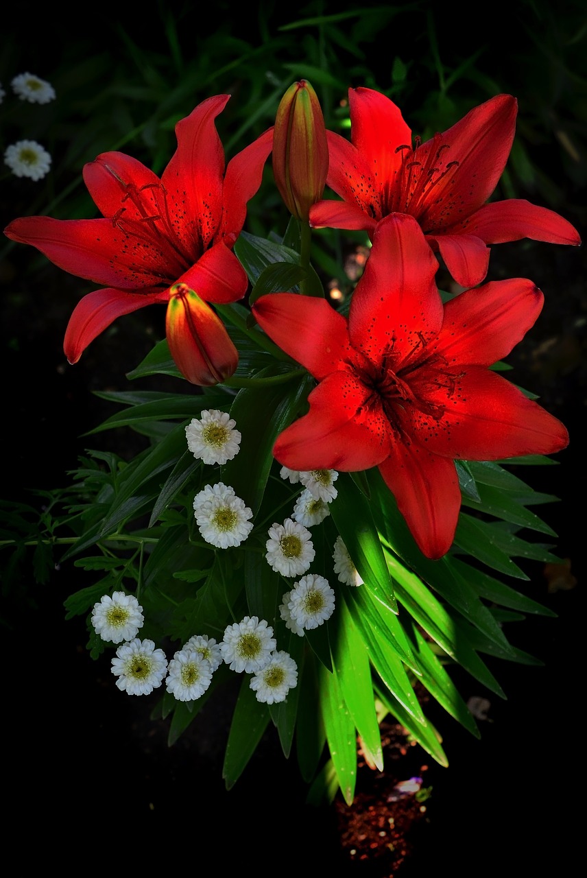Image - lys flowers lily orange garden