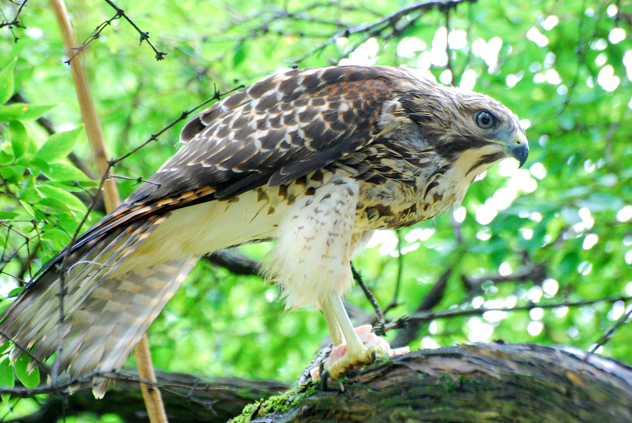 Image - hawk feeding nature wildlife fly