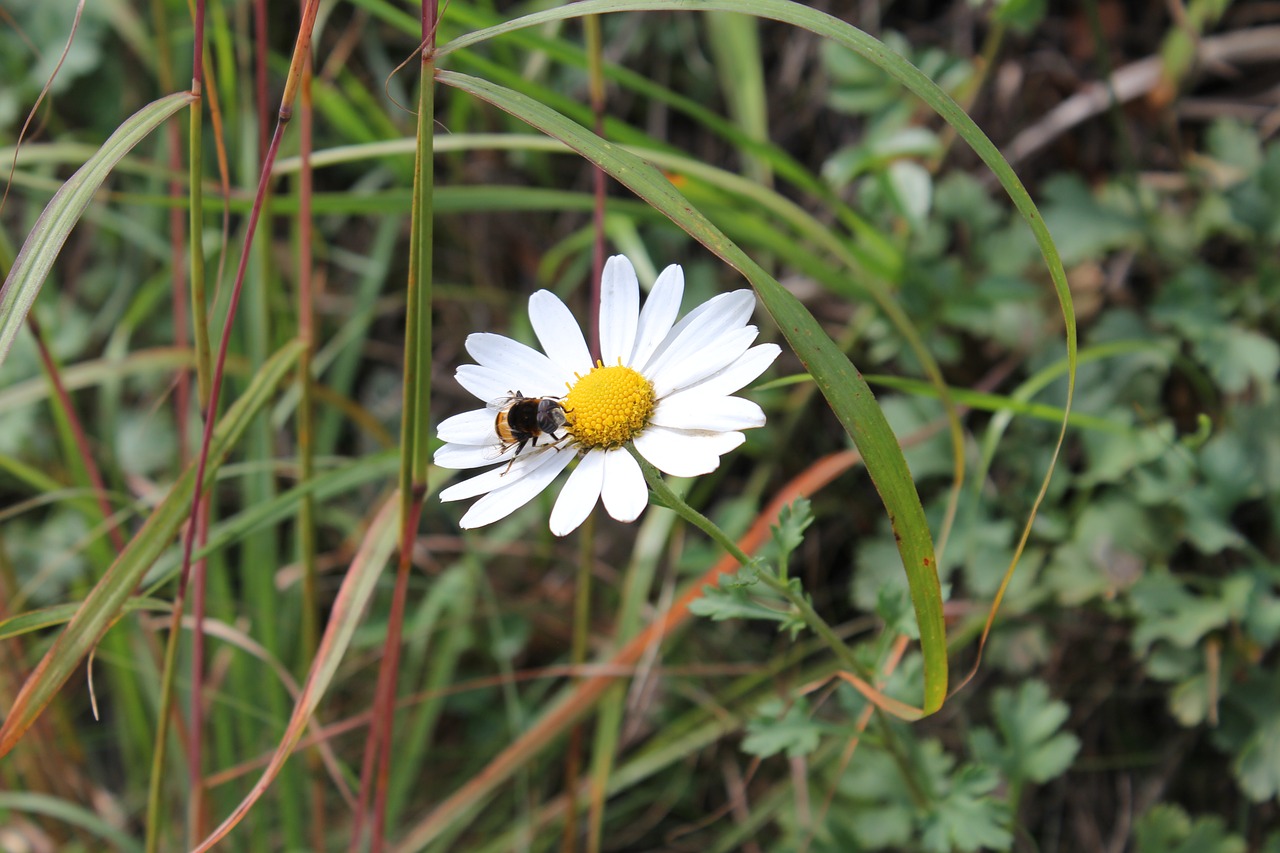 Image - flowers bee pool plants nature