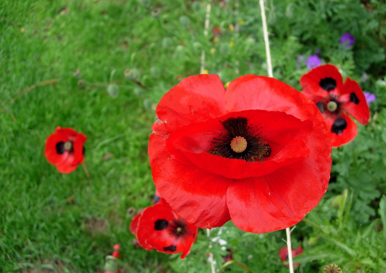 Image - poppy grown poppy red flower red