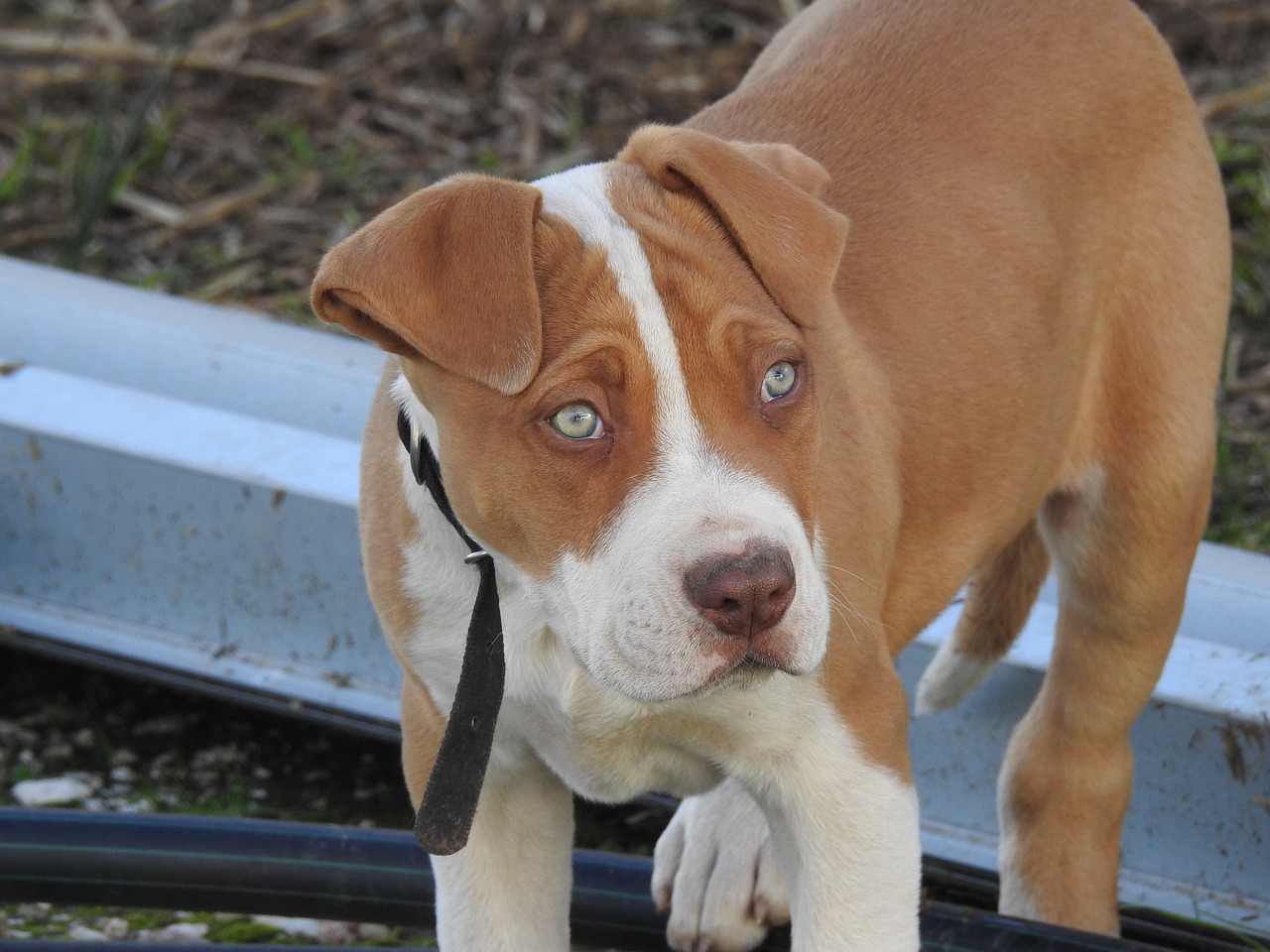 Image - dog pup puppy animal eyes cute