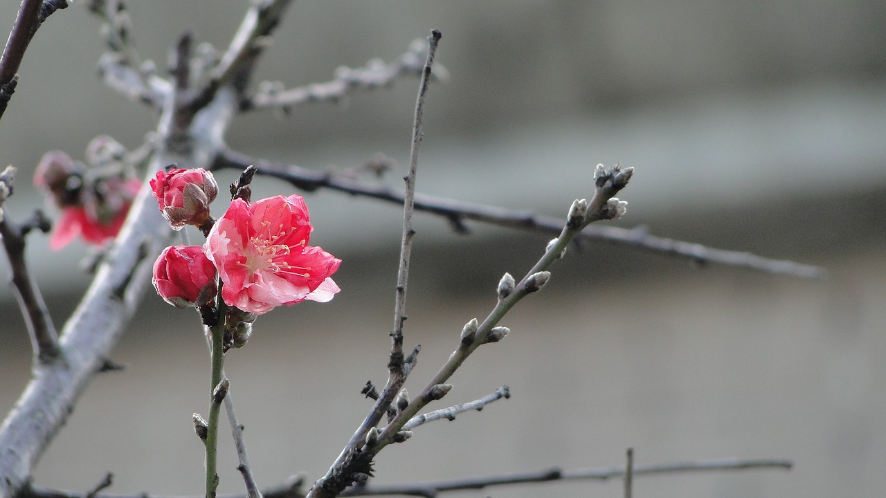 Image - flower peach blossom spring