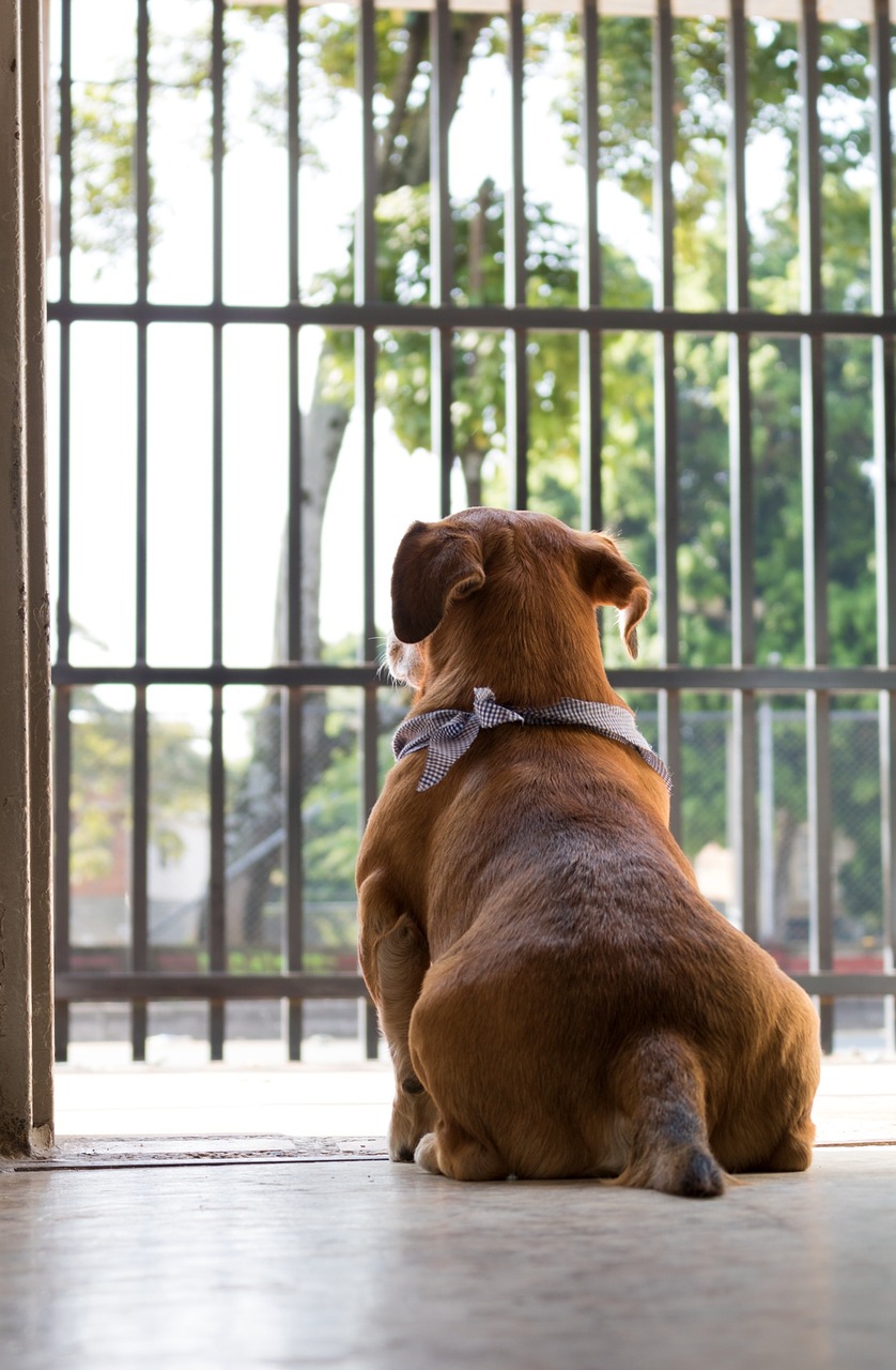 Image - dog puppy pet animal animals