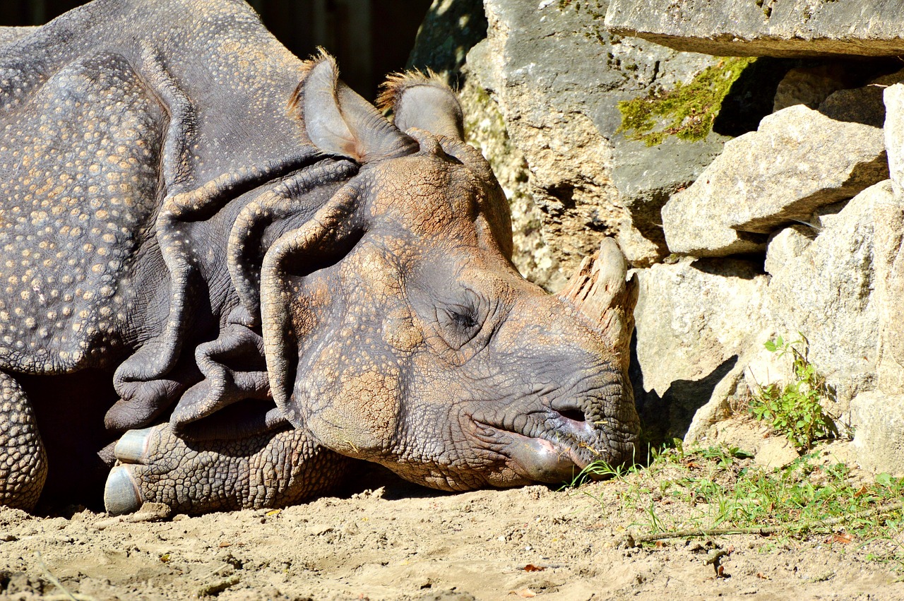 Image - rhino animal mammal big game zoo