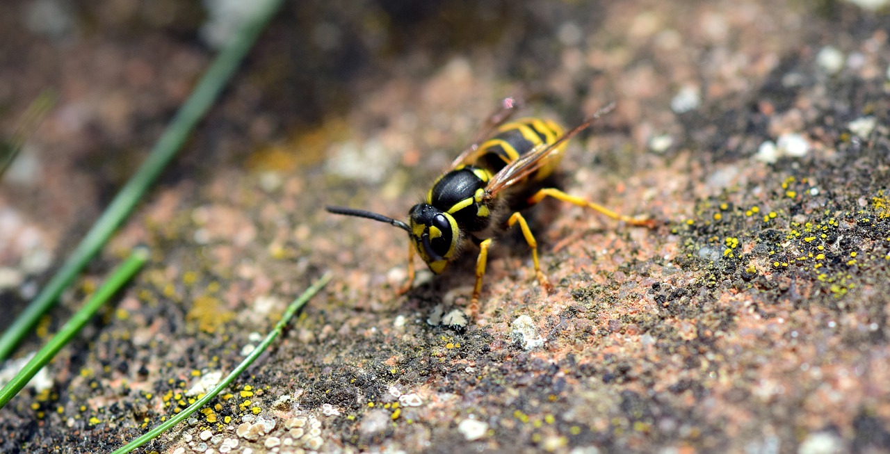 Image - wasp insect nature close animal